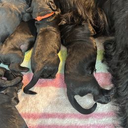 Giant Schnauzer puppies from Wessels Giant Schnauzers