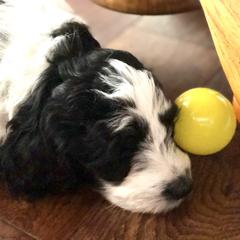 Goldendoodle Puppies from Snow Ridge Doodles
