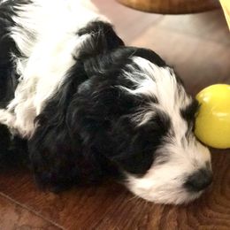 Goldendoodle Puppies from Snow Ridge Doodles