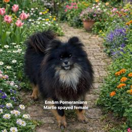 Marlie pet only - Black and tan female Pomeranian puppy in Kentucky from Em&M Pomeranians