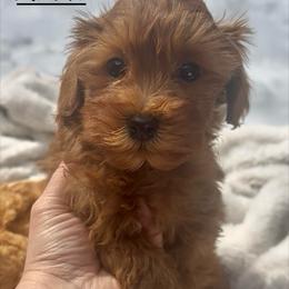 Andri - Red female Shihpoo puppy in Traverse City, Michigan from Riyem Wildflower Farms