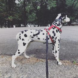 Axsel - Dalmatian