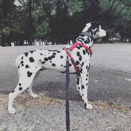 Axsel - Dalmatian