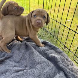 Vizsla Puppies from April Wolf