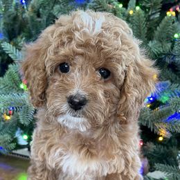 Hope - Cream Goldendoodle puppy in Bountiful, Utah from Stitching Doodles