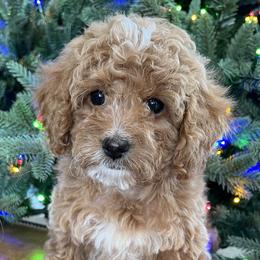 Hope - Cream Goldendoodle puppy in Bountiful, Utah from Stitching Doodles