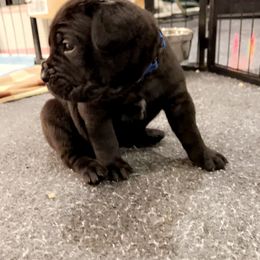 Cane Corso Puppies from Rock Creek Cane Corso