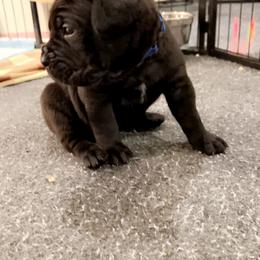 Cane Corso Puppies from Rock Creek Cane Corso