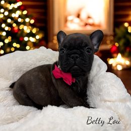 Betty Lou - Brindle female French Bulldog puppy in Hughesville, Maryland from Fox Run Farm