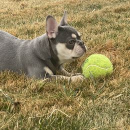 French Bulldog Puppies from QueenBFrenchies