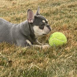 French Bulldog Puppies from QueenBFrenchies