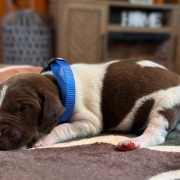 Jesse - Liver and white male German Shorthaired Pointer puppy in Georgia from CMC Farms