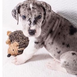 Great Dane Puppies from Vanmar Great Danes of Colorado