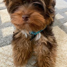 Yorkshire Terrier Puppies from Diana Wulff