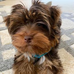 Yorkshire Terrier Puppies from Diana Wulff