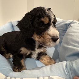 Blue-Buckwheat - Black tri-color male Aussiedoodle puppy in Bon Aqua, Tennessee from Adorable Aqua AussieDoodles