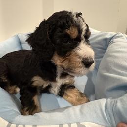 Blue-Buckwheat - Black tri-color male Aussiedoodle puppy in Bon Aqua, Tennessee from Adorable Aqua AussieDoodles