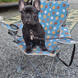 French Bulldog All Grown Up from TLC Frenchies