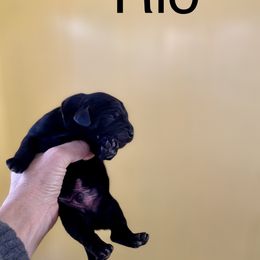 Rio - Black male Labrador Retriever puppy in Mineral, Virginia from Canine Assist