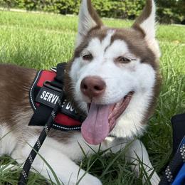 Kodi - Siberian Husky
