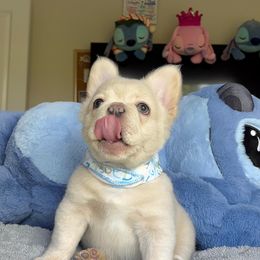 French Bulldog Puppies from LCBMM