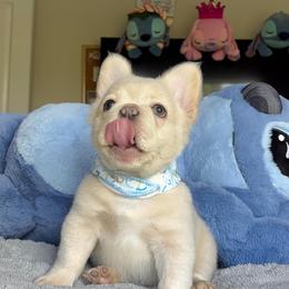 French Bulldog Puppies from LCBMM