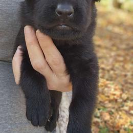 Red Santa - German Shepherd puppy from Reddington Shepherds