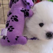 One Girl is available - American Eskimo Dog puppy from SkyFlyer Eskies