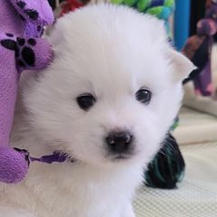 One Girl is available - American Eskimo Dog puppy from SkyFlyer Eskies