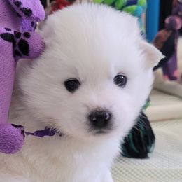 One Girl is available - American Eskimo Dog puppy from SkyFlyer Eskies