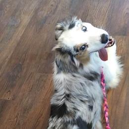 Flicka - Australian Shepherd