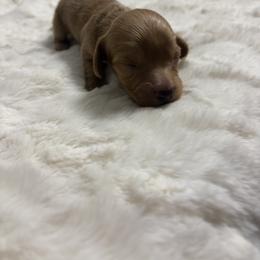 Dachshund Puppies from S&C Doxies