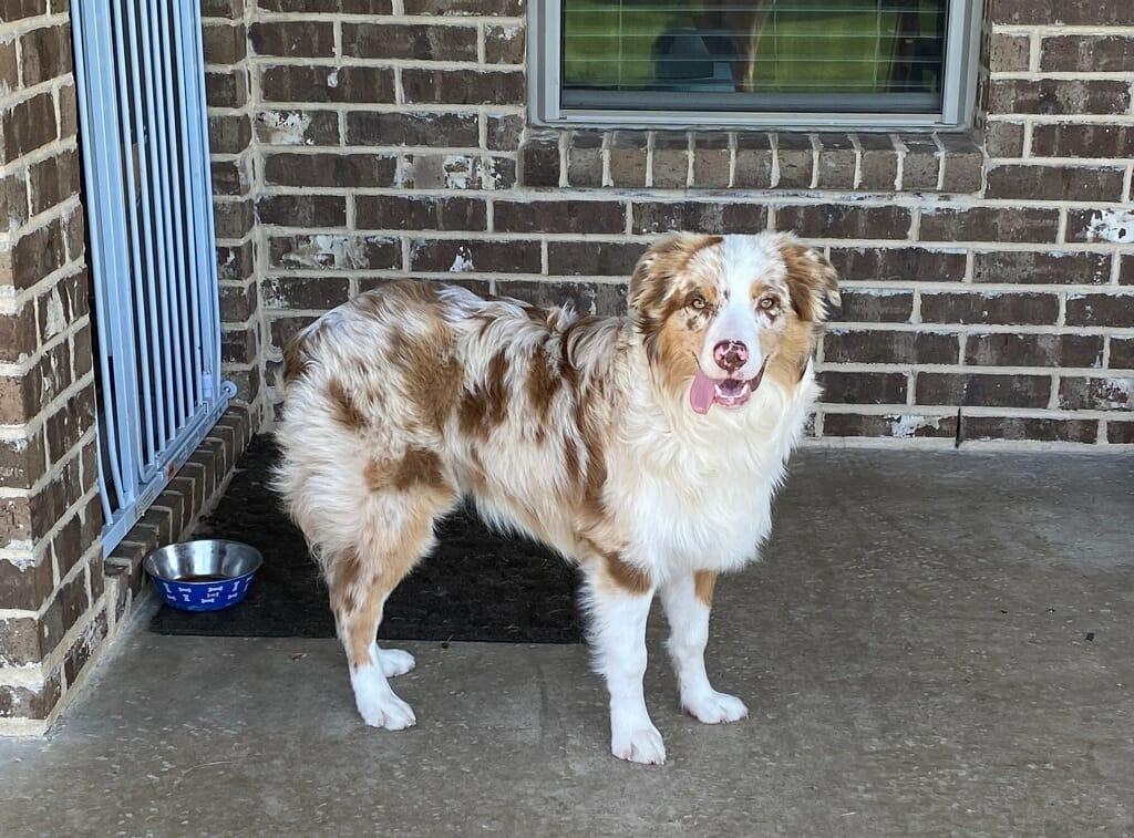 Robinson Mini Aussies in Oklahoma Miniature Australian Shepherd