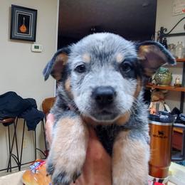 Eye patch - Blue male Australian Cattle Dog puppy in Lenoir, North Carolina from Blue Coyote Ranch