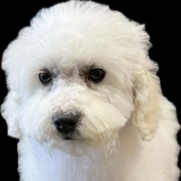 Sabrina - White female Poodle puppy in Pueblo West, Colorado from Little Paws Poodles
