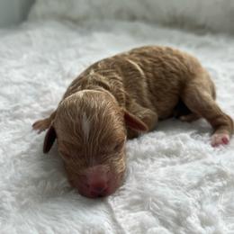 Boy 3 - Apricot male Poodle puppy in Somerset, Ohio from Odyssey Pups