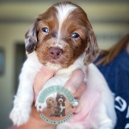 Ruffnut - Sable female Dachshund puppy in Marion, Ohio from Doodles & Doxies