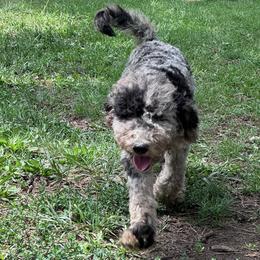 Diorite (PRICE UNTIL 7.14.26) - Merle male Goldendoodle puppy in Philadelphia, Pennsylvania from Jah’s Retrievers
