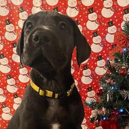 Great Danes from Blessing’s Danes