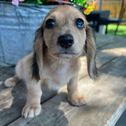 Shaded cream dapple boy - Dapple male Dachshund puppy in Payette, Idaho from NT Mini Doxies