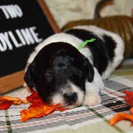 Poodle Puppies from Fireside Standard Poodles