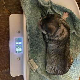 Siberian Husky Puppies from Alexandra's Siberian Huskies