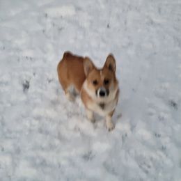 Pembroke Welsh Corgi All Grown Up from Pembroken Arrow Welsh Corgis