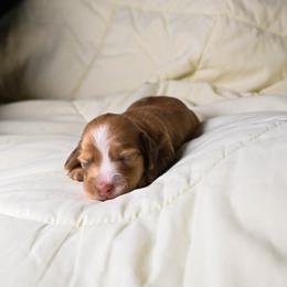 Luna - Dachshund puppy from Maitime Dachshund