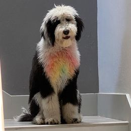 Sheepadoodles from Nor Cal Sheepadoodle