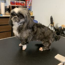 Rosey - Shih Tzu