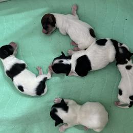 Havanese puppies from Alchemy Havanese