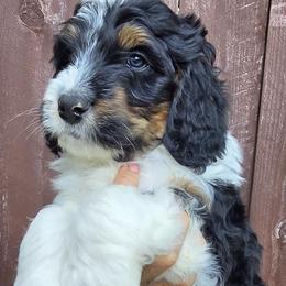 Red Boy - Tri-color male Bernedoodle puppy in Brea, California from River Doodles