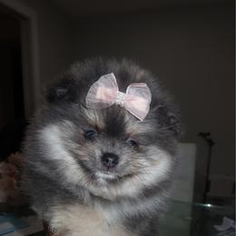 Willow - Blue and tan female Pomeranian puppy in Town 'N' Country, Florida from Tampa Bay Pomeranians