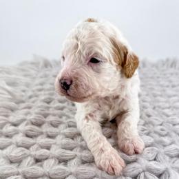 Hoodie - Parti male Goldendoodle puppy in Jamestown, Kentucky from Milk & Honey Doodles